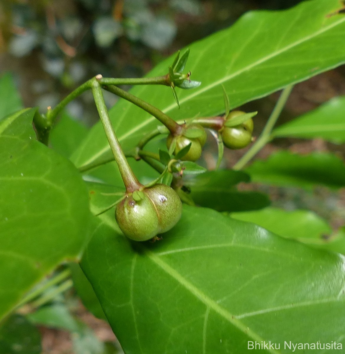 Blachia umbellata (Willd.) Baill.